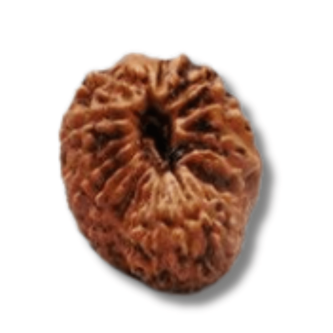 21 mukhi Rudraksha, Twenty one Face Rudraksha